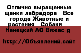 Отлично выращенные щенки лабрадора - Все города Животные и растения » Собаки   . Ненецкий АО,Вижас д.